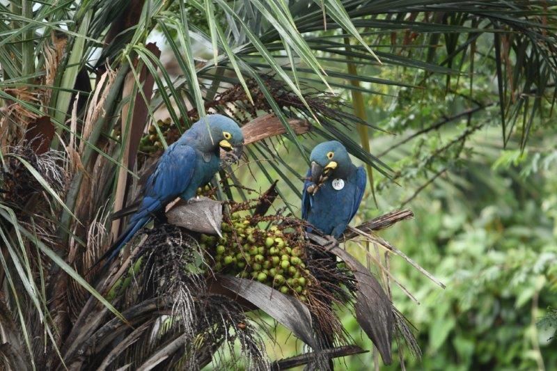 Loro Parque Fundación introduce más ejemplares de guacamayo de Lear en su medio natural en Brasil