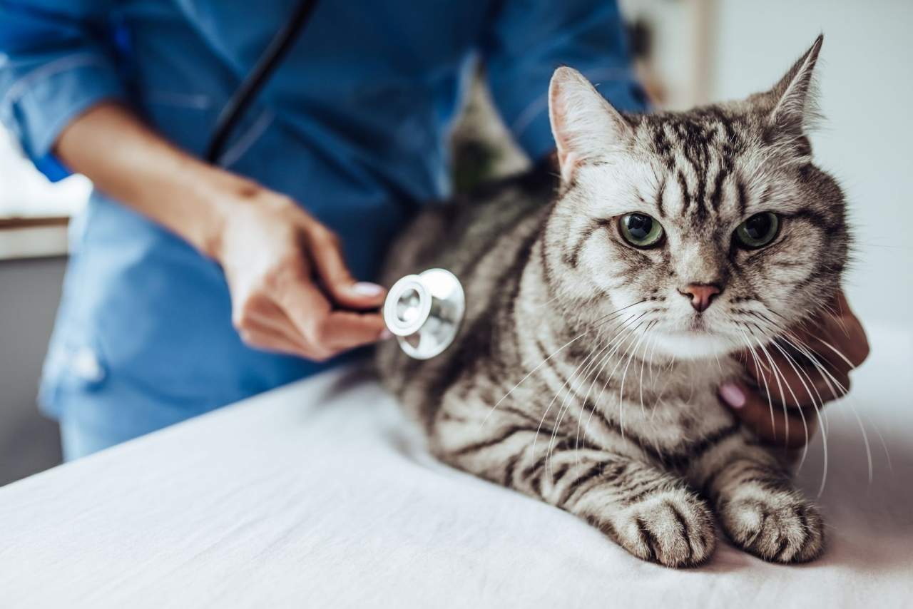 Veterinario en Algeciras de urgencia: Clínica El Estrecho