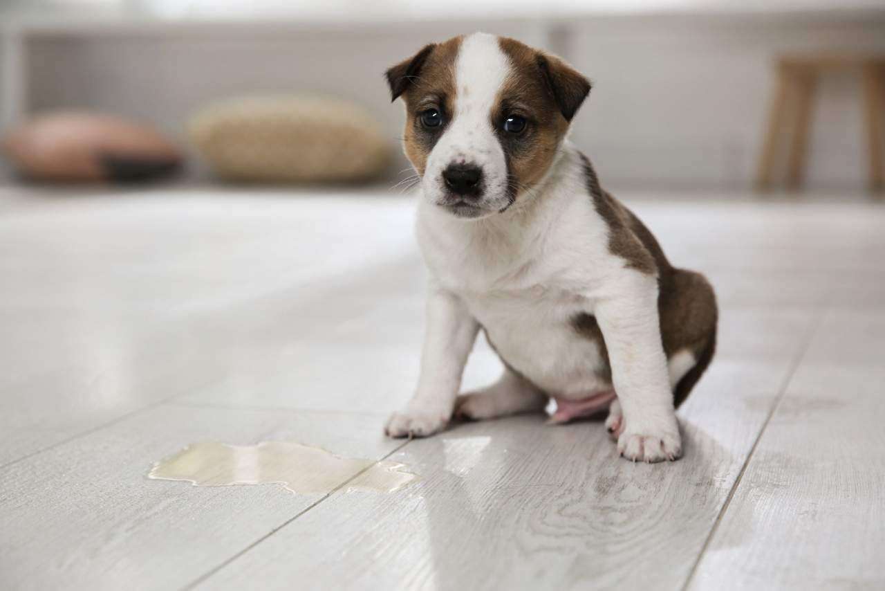 Adiestramiento de cachorros en Zaragoza de Binomium