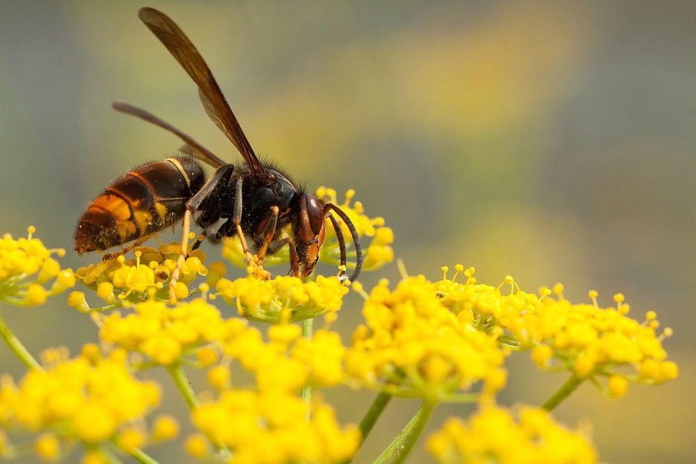 Rentokil Initial: Las avispas asiáticas, una amenaza letal para el ecosistema