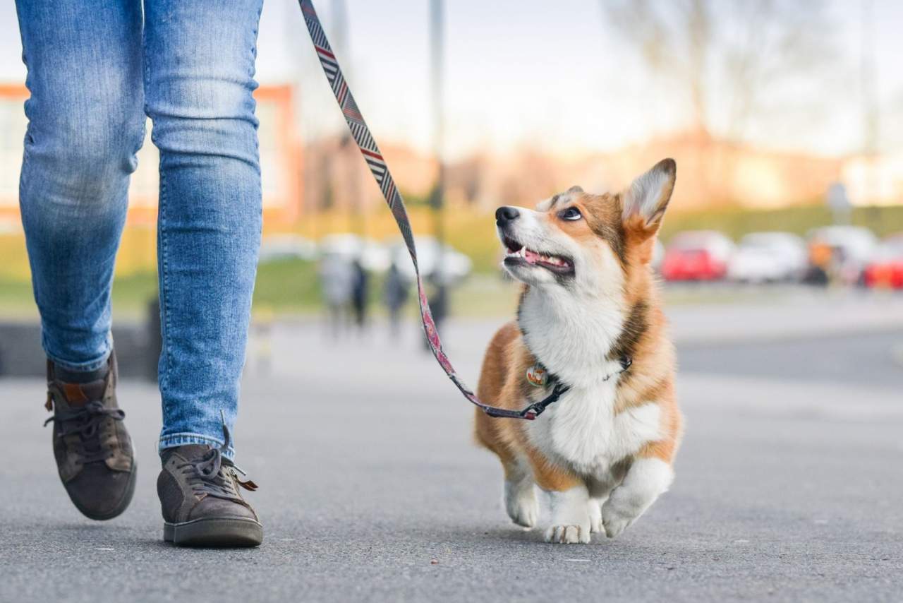 El adiestrador de perros en Zaragoza: Binomium