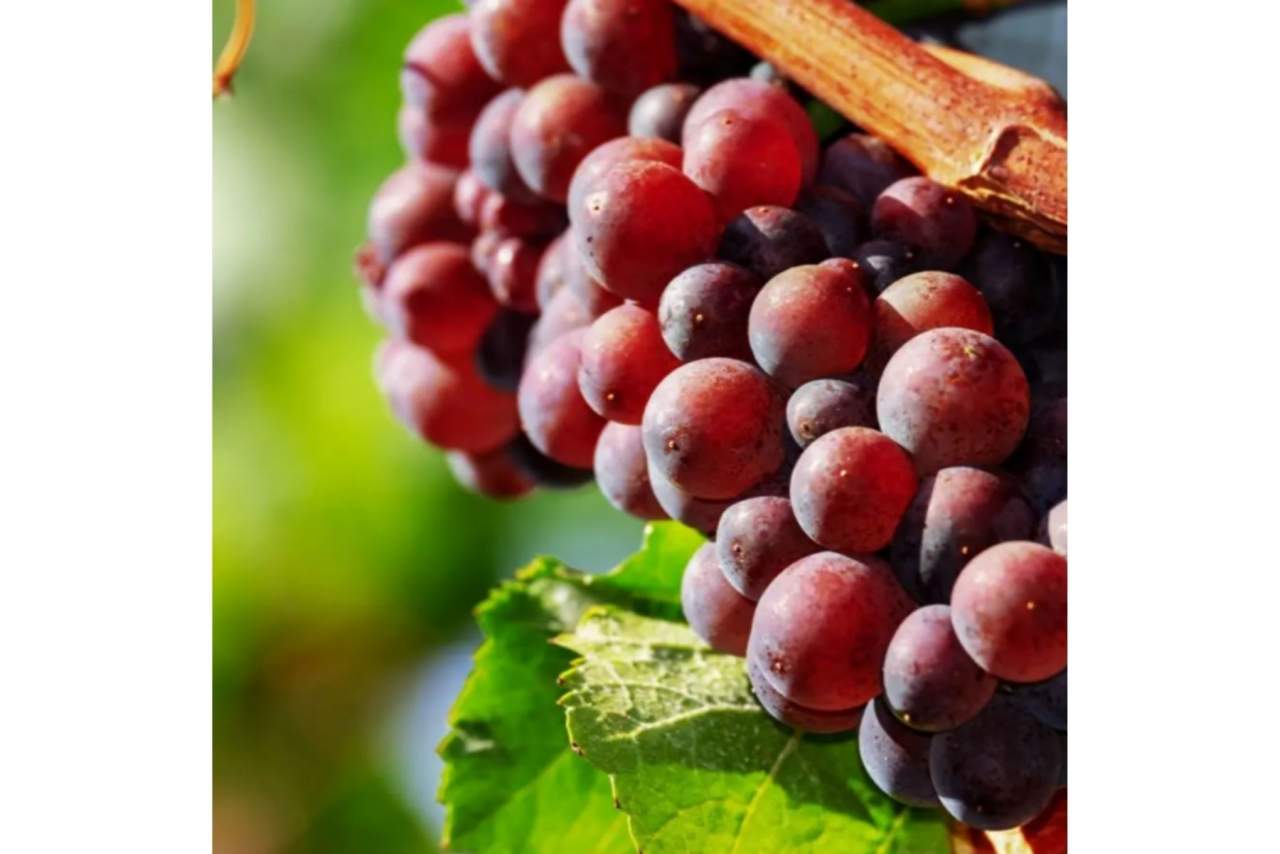 Vinos No sé tú: marca gallega de vinos con variedad Tinto y Ribeiro Blanco