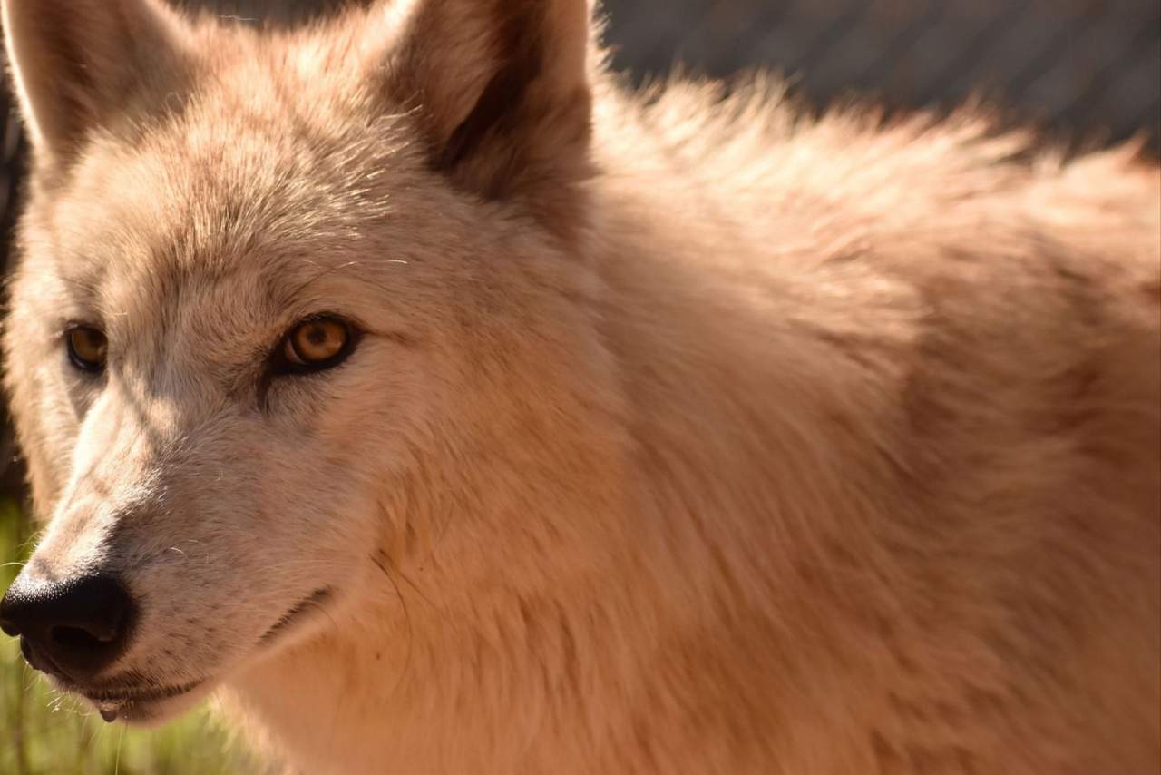 Wolves Legacy opiniones