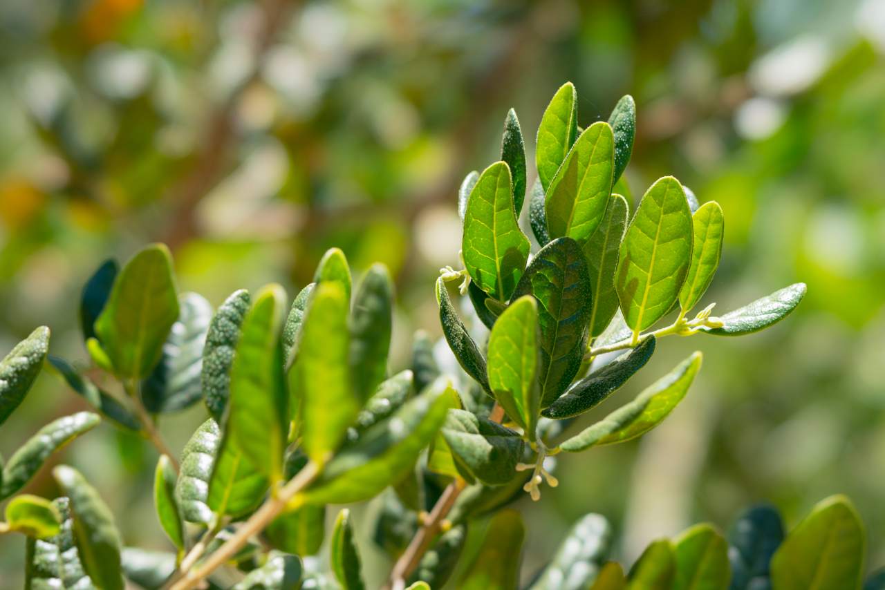 Aromax y sus beneficios