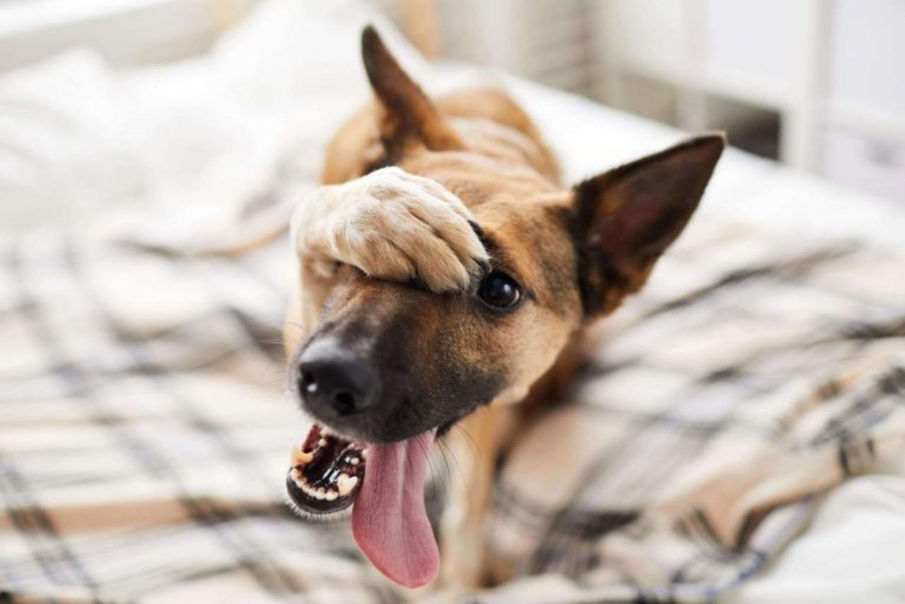 Jaulanimal: Así es como se puede escoger una jaula para mascota de manera eficiente