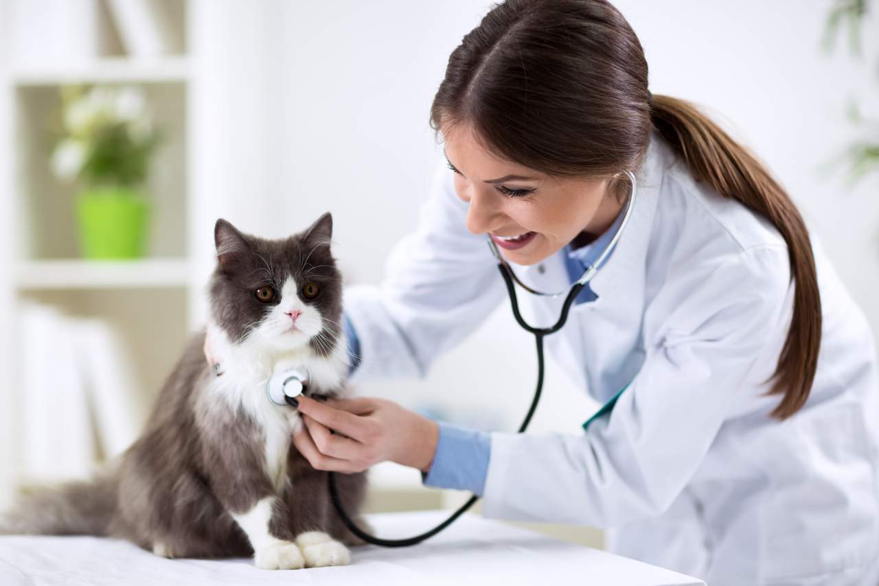 PetClinic ofrece un software veterinario que ayuda a la reducción del uso de papel