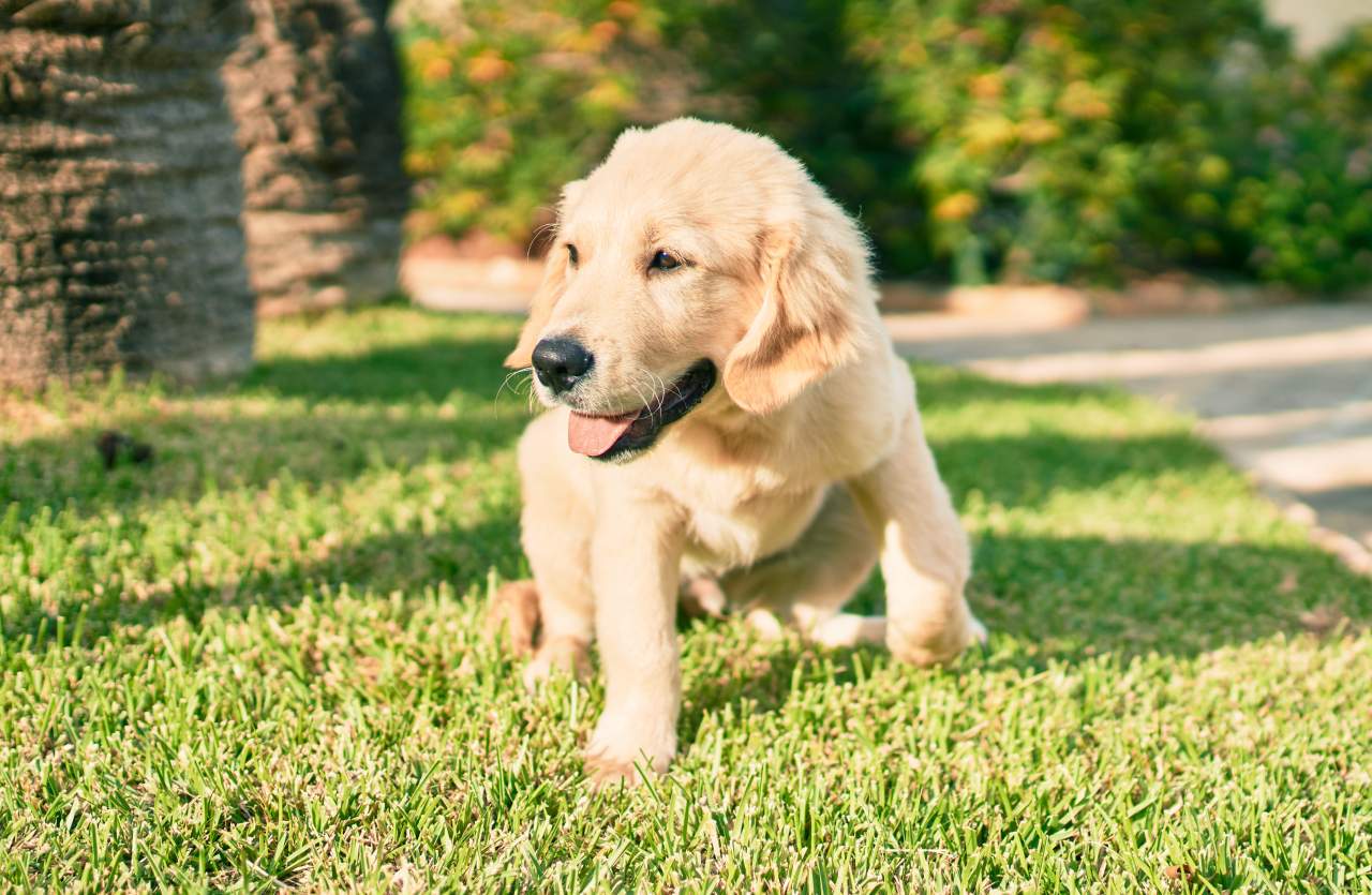 Factor Amigo: adiestrador de perros en Zaragoza