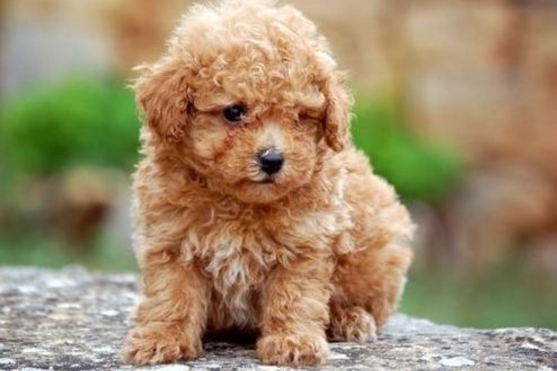 Venta de cachorros de núcleo zoológico con una gran calidad en el servicio: Tienda Cachorro