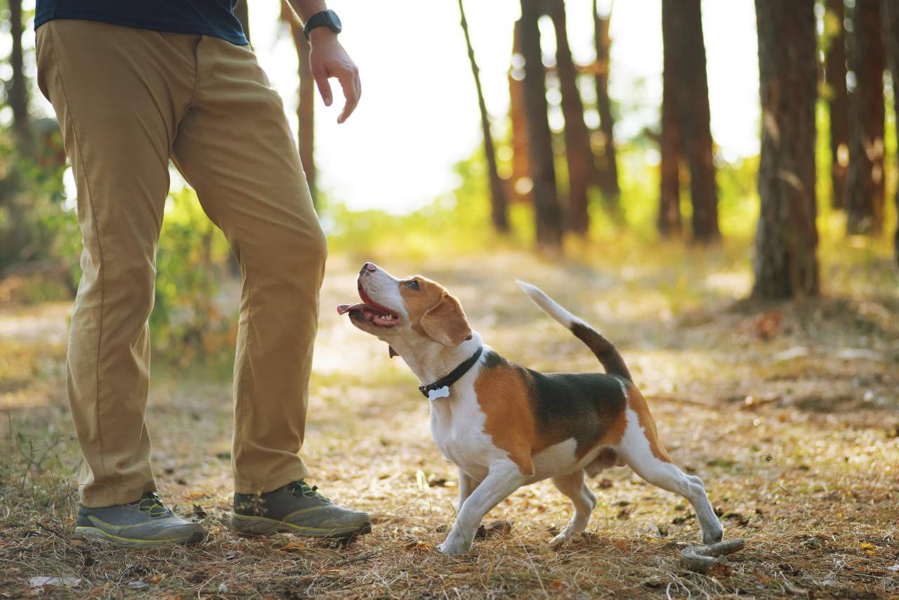El servicio de Binomium para adiestrar perro trufero en España