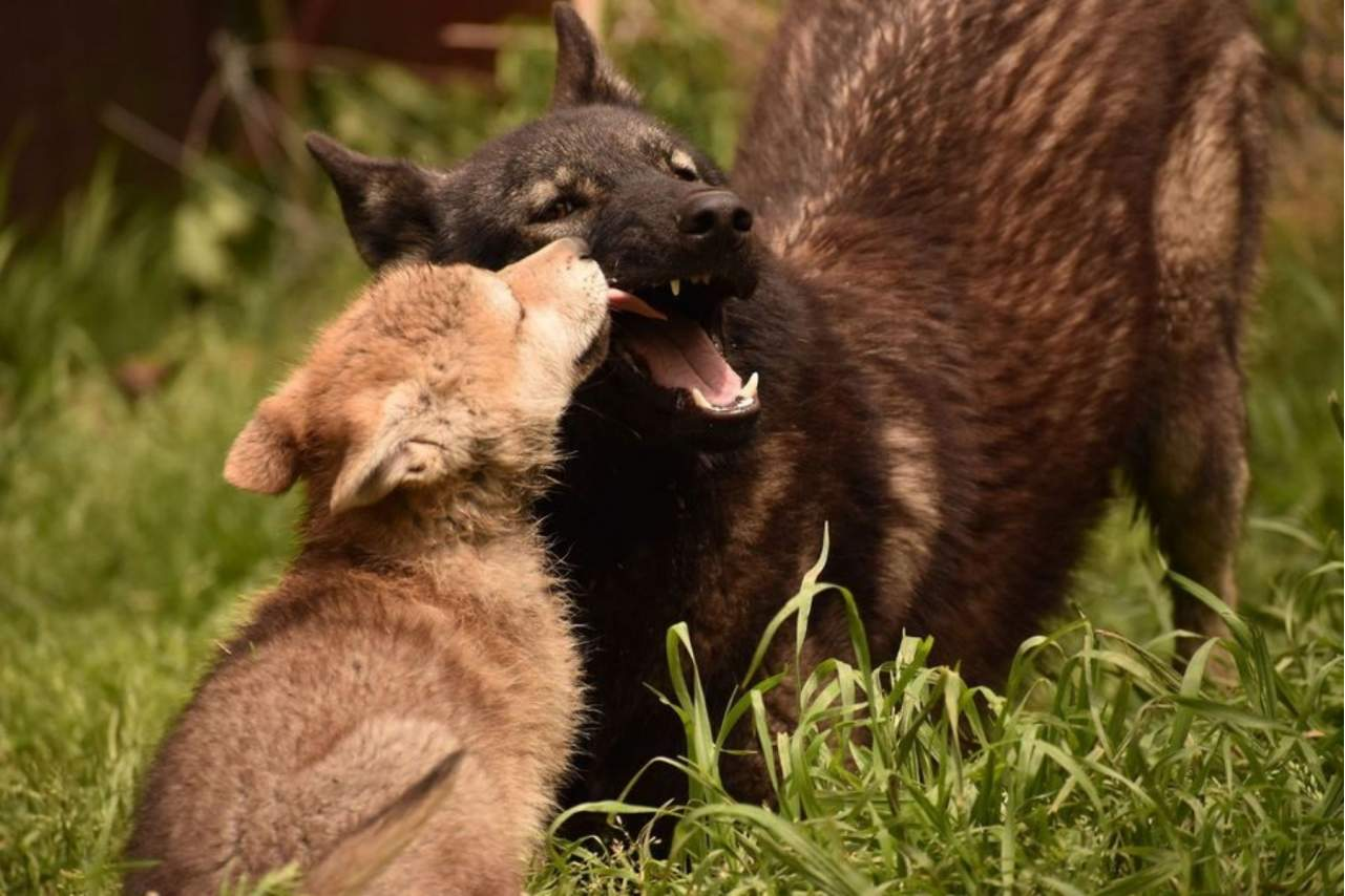 Wolves Legacy, uno de los piensos para perros más populares del mercado