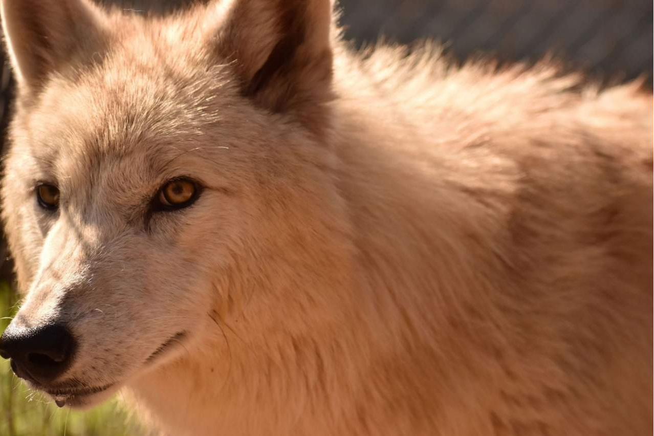El legado e historia que se esconde detrás de Wolves Legacy pienso