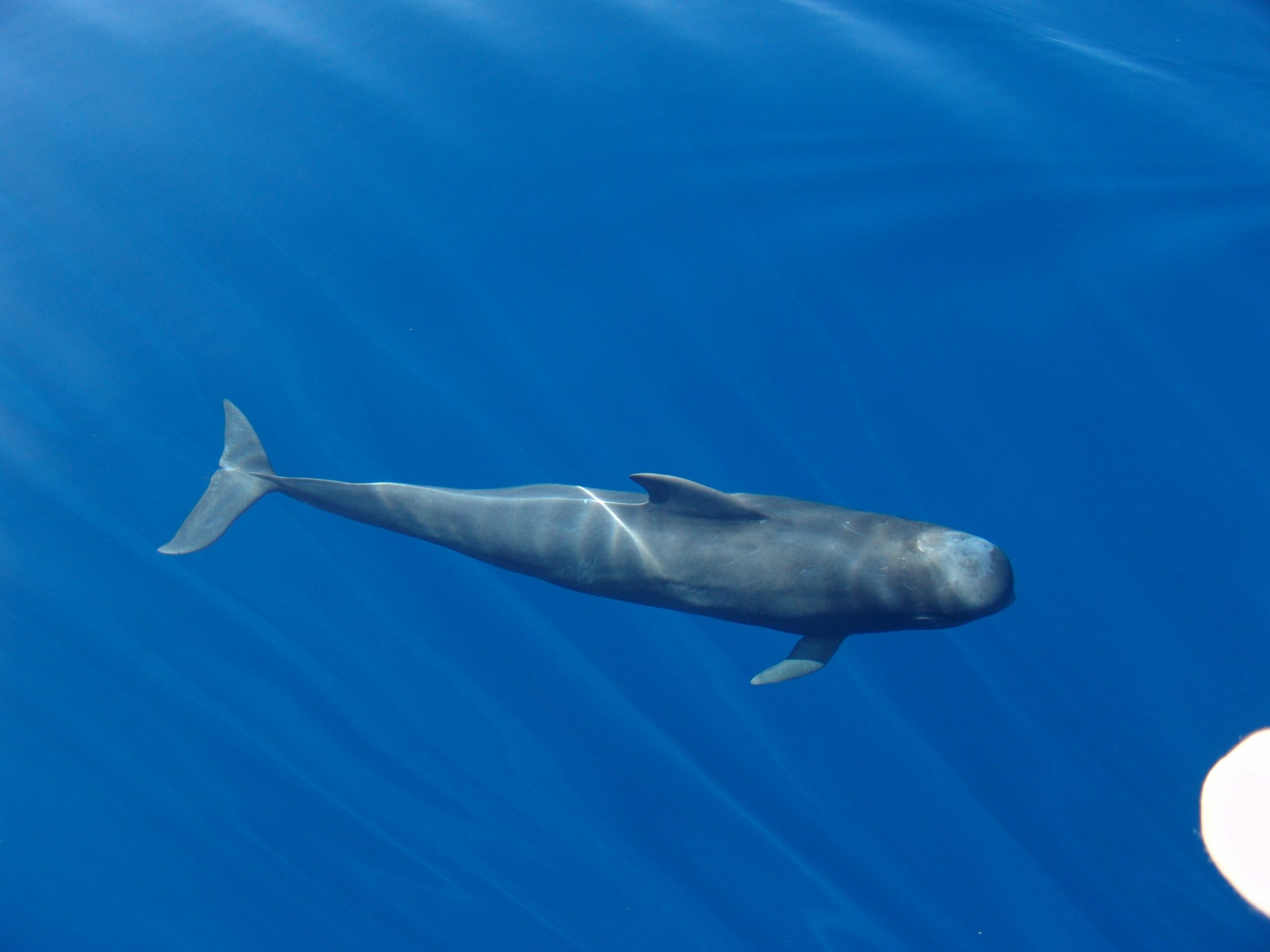 Loro Parque Fundación desarrolla una herramienta que haría más sostenible el avistamiento de cetáceos