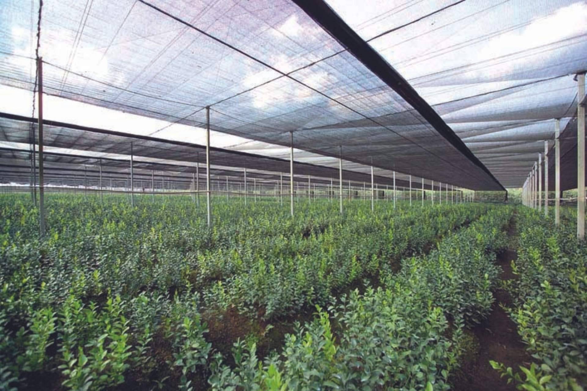 AGRALIA: la empresa con tecnología patentada para la protección de cultivos que tiene presencia a nivel internacional