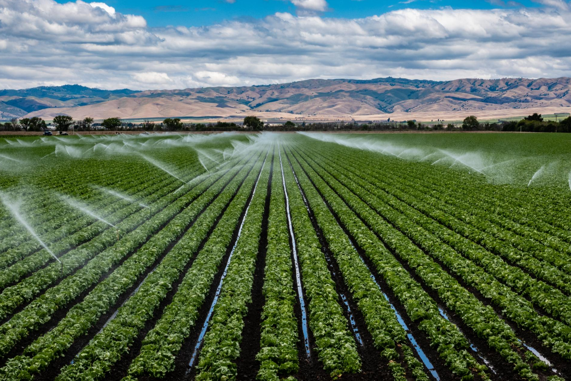 Eliminar las plagas de los riegos en 2021 con Ozonotec