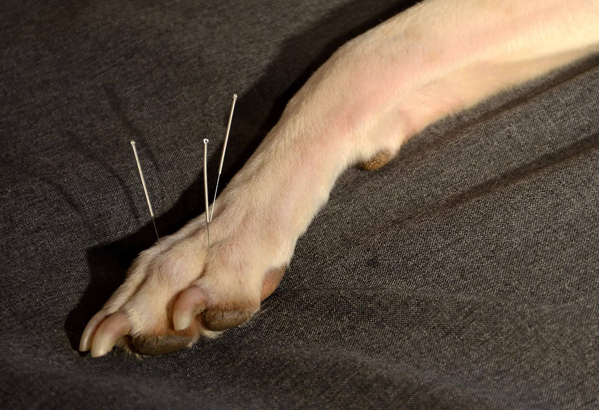 El centro de acupuntura Kikai ofrece acupuntura veterinaria a domicilio