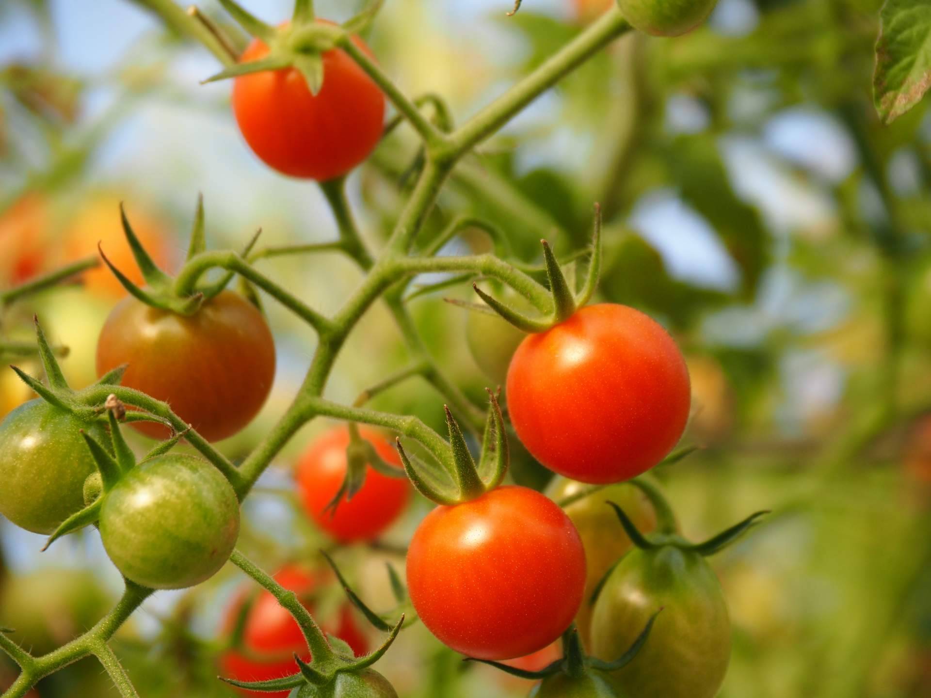 EcoSarga: ¿Cuáles son las propiedades del tomate ecológico?
