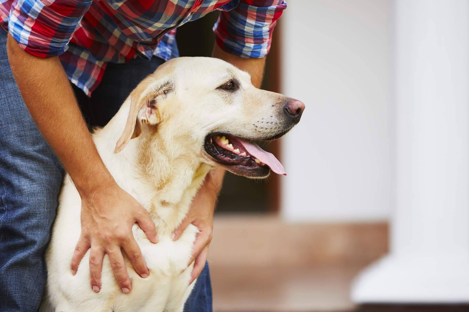 Wolves Legacy: cursos certificados gratuitos de nutrición, psicología y adiestramiento caninos de calidad