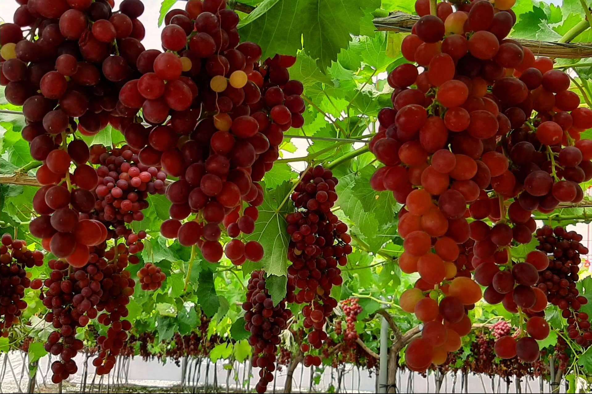 AGRICOVER, la nueva tecnología de protección de cultivos desarrollada por Agralia