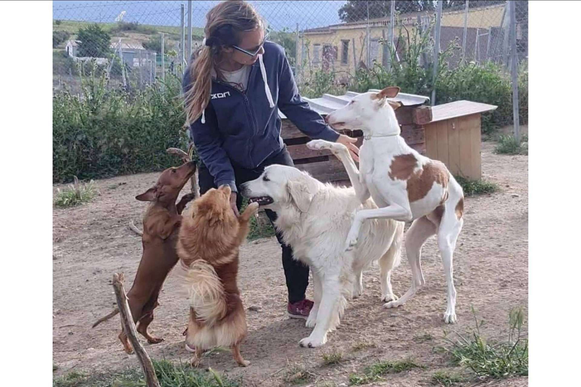 PERROBUENO: la guardería canina para que las mascotas estén como en casa, libres y sin jaulas