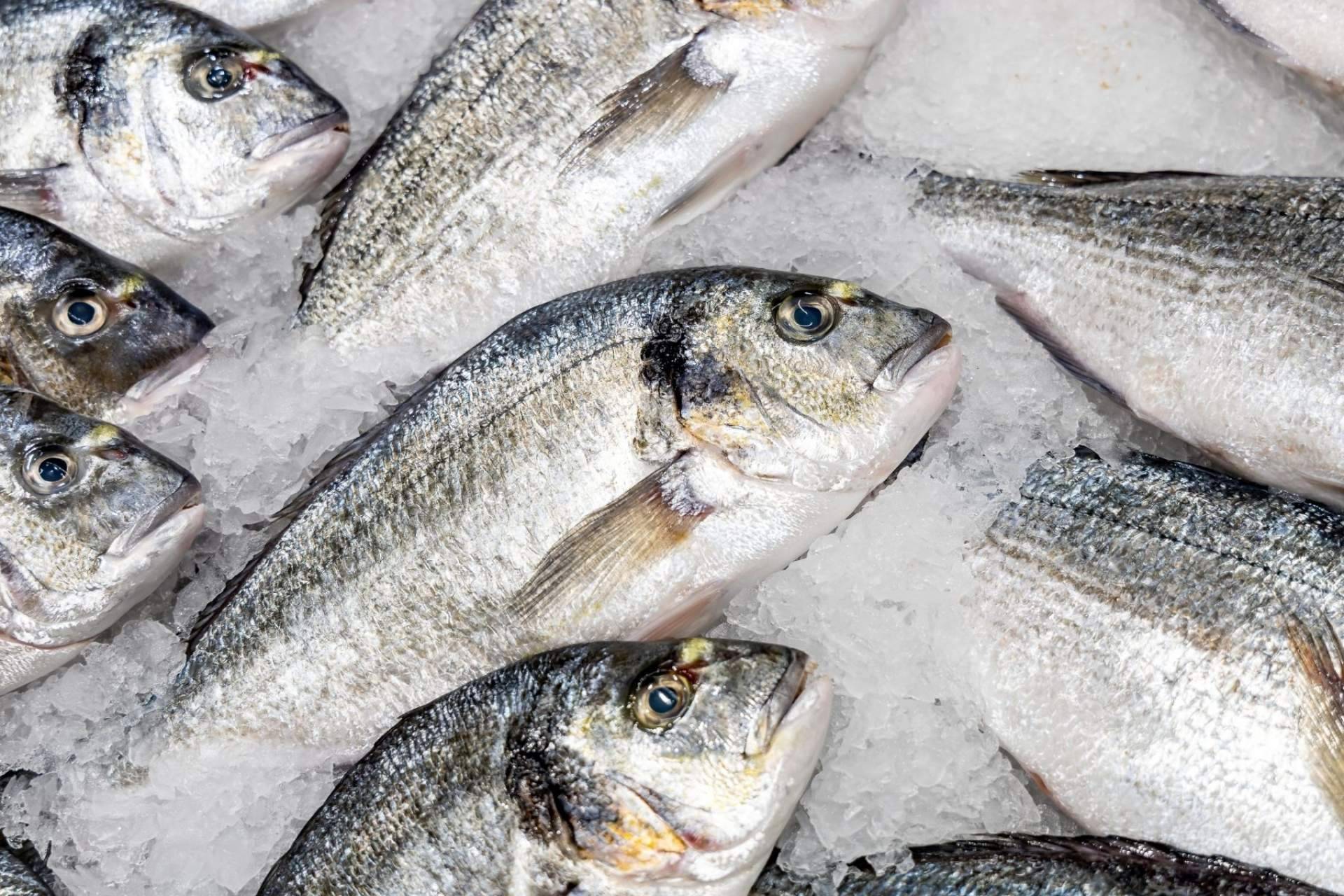 Comprarpescadoonline.es: el símbolo del pescado y marisco fresco de calidad
