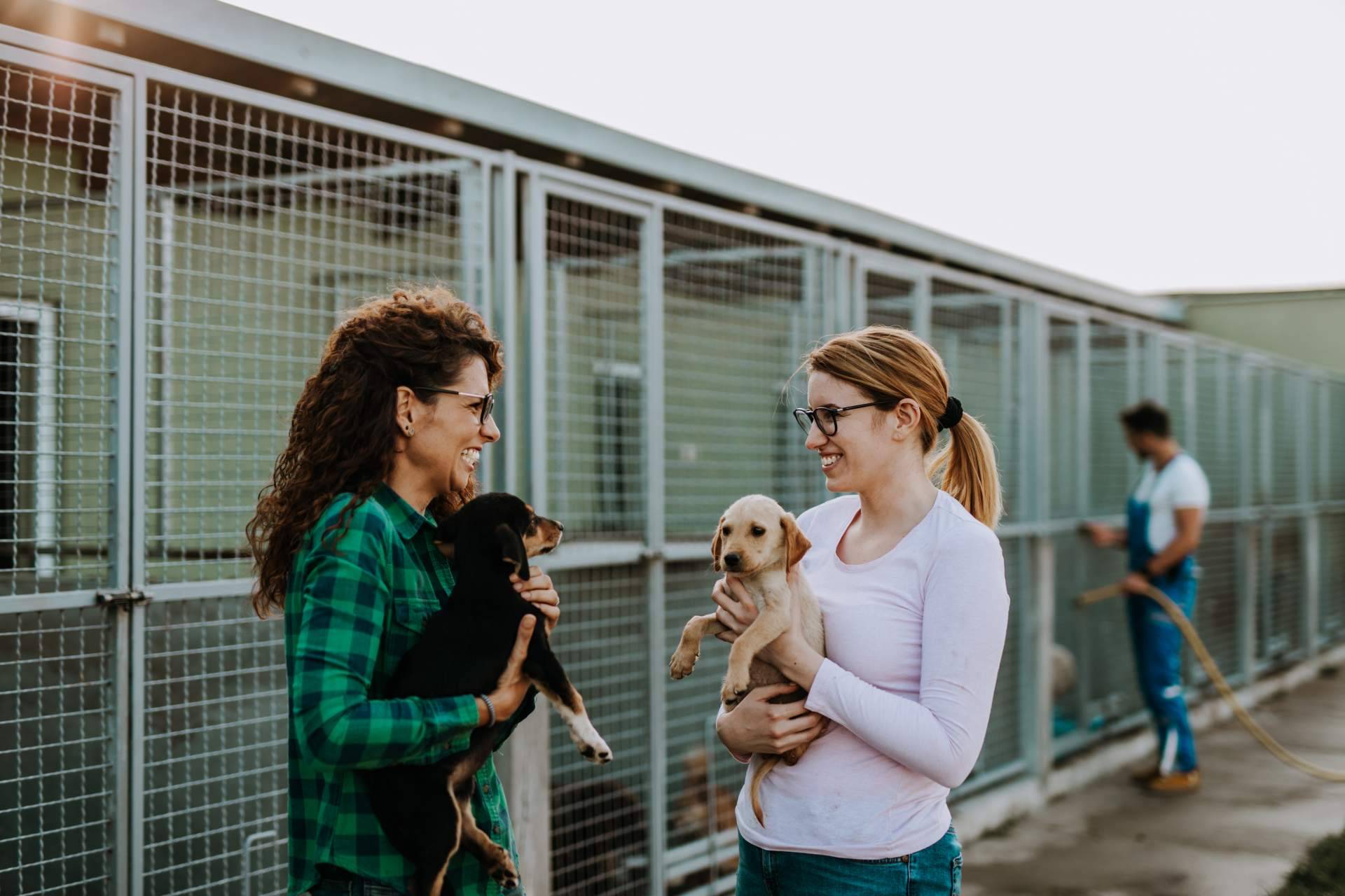 Ayudar a protectoras y asociaciones de animales en Madrid: Adopta un Animal