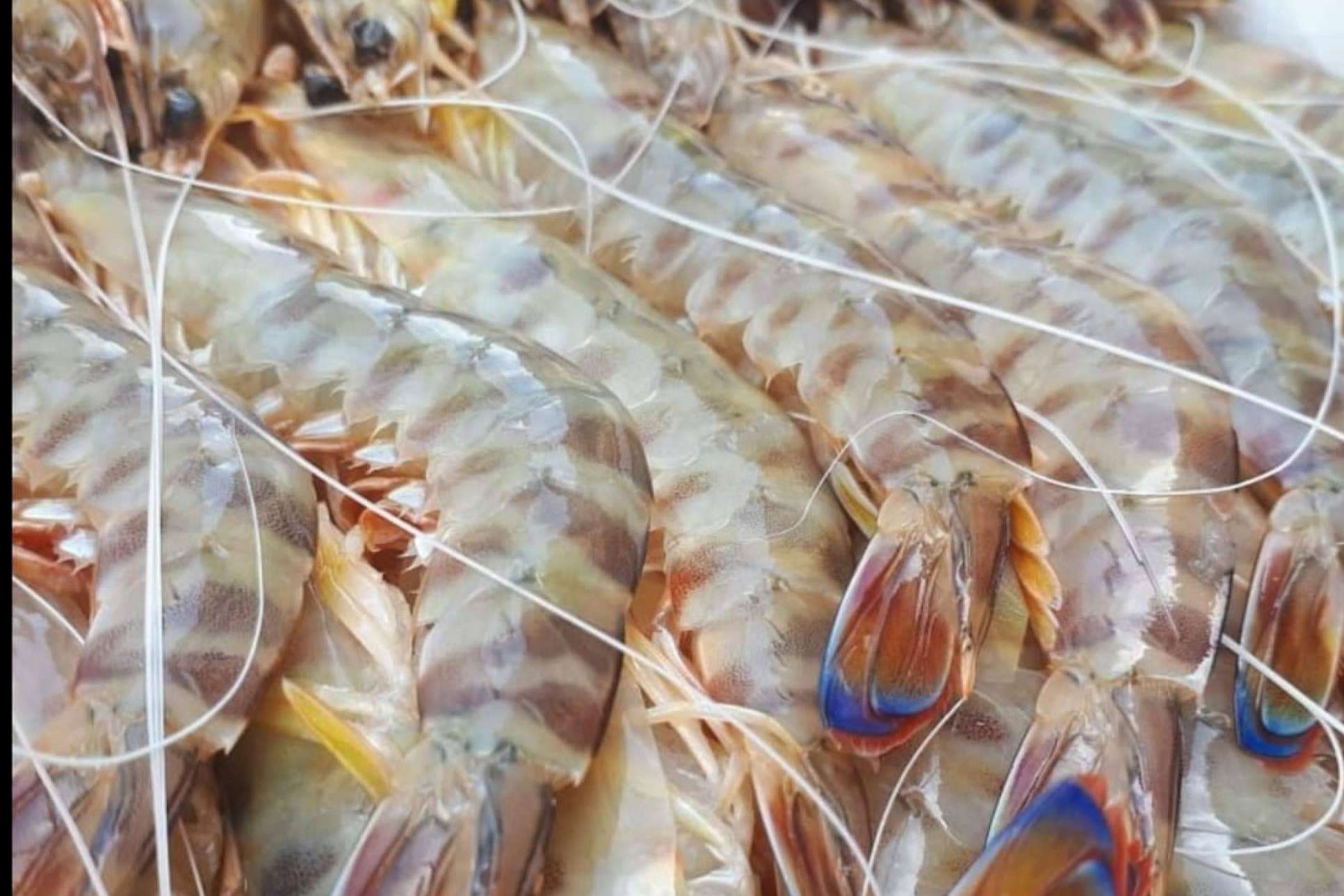 Comprarpescadoonline.es acerca los langostinos de Sanlúcar de la lonja a la mesa