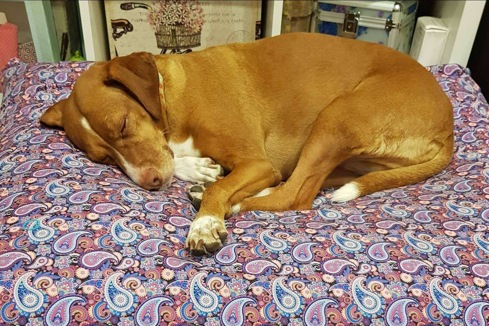Patitas Barcelona: las camas para mascotas originales y de calidad