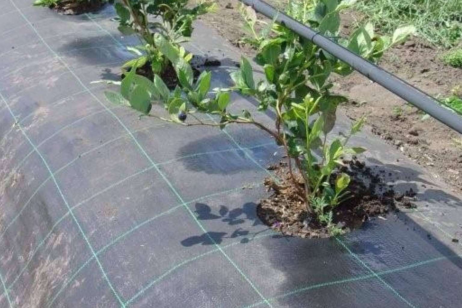 Los tejidos Agrisoil de la empresa Agralia permiten proteger los cultivos ante temporadas de sequía
