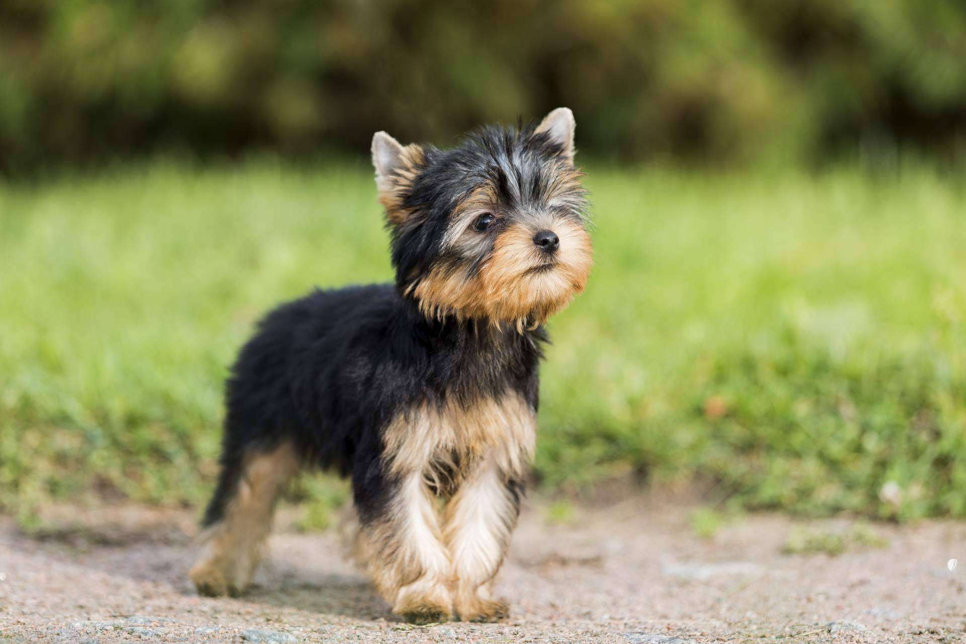 Las ventajas del punto de venta de cachorros y accesorios para mascotas 101 Cachorros