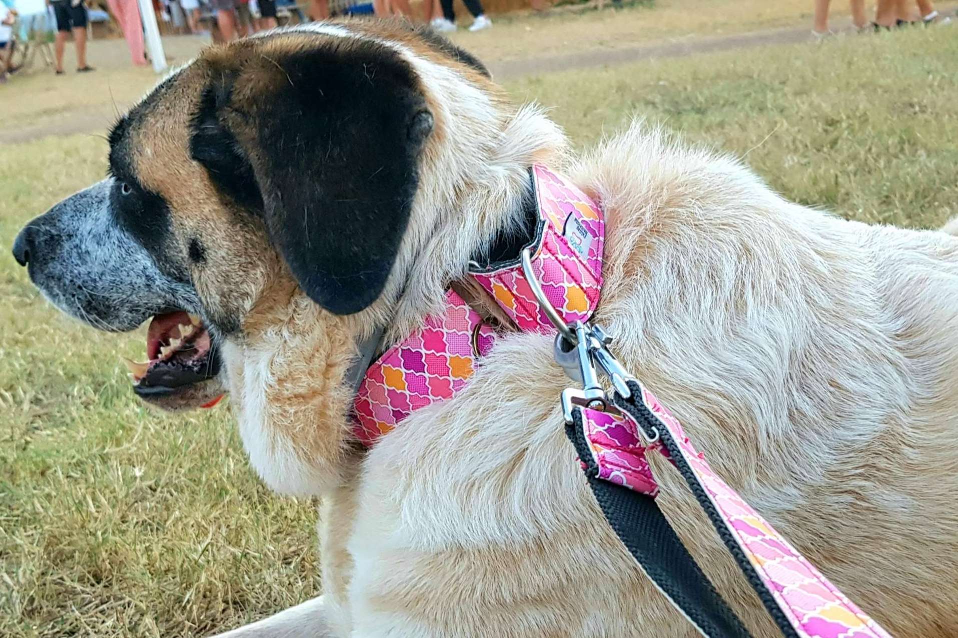 Hacer deporte con la mascota es sencillo con la correa doble multi-posición de Patitas Barcelona