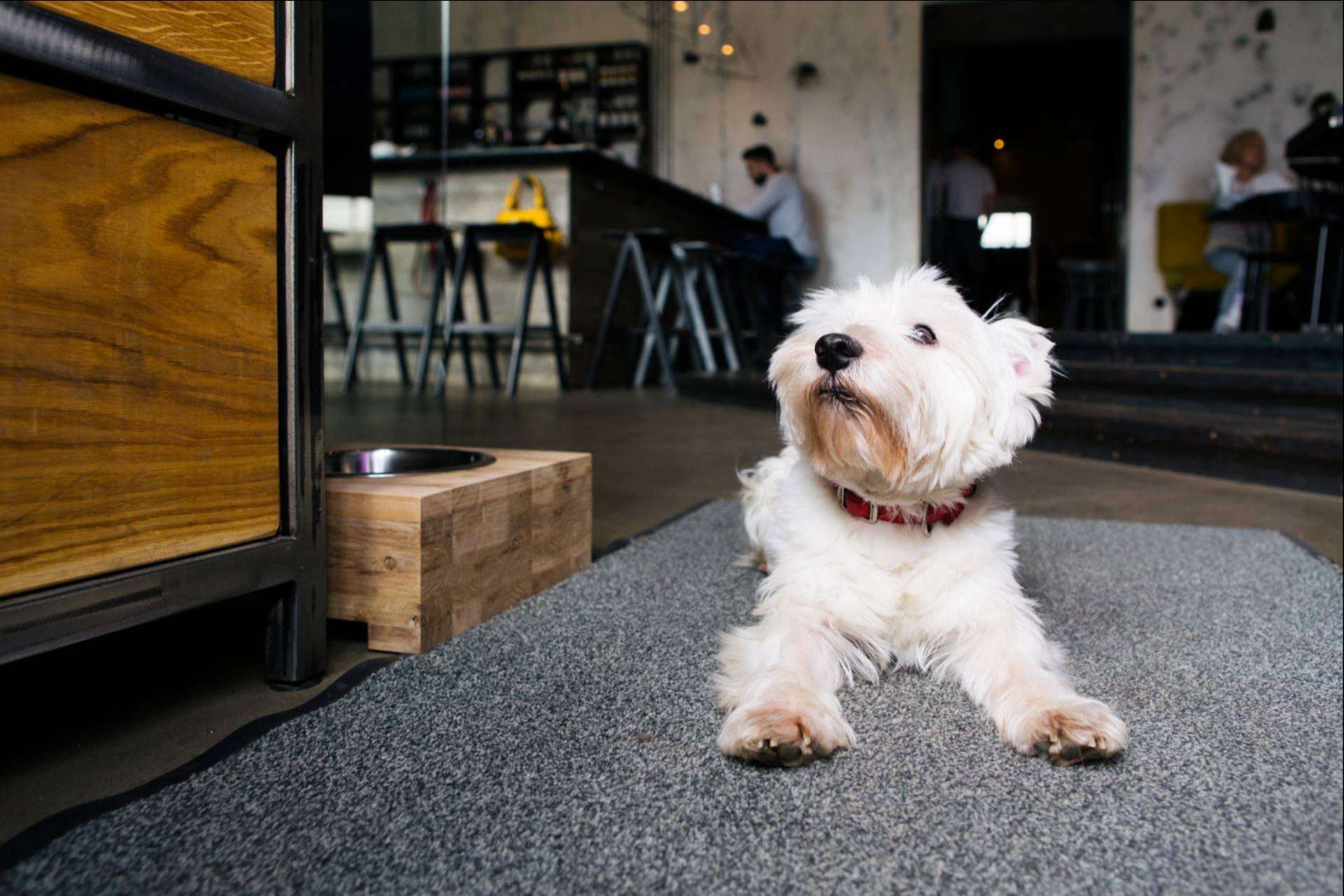 Las mascotas, protagonistas en el Valencia Startup Market, con una de las propuestas más innovadoras