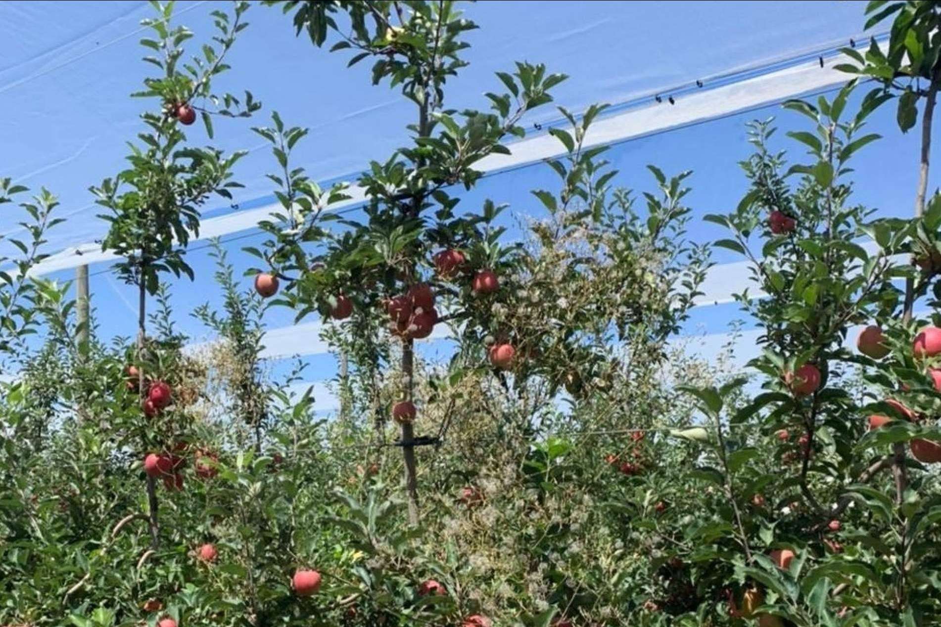 AGRICOLOR, la última tecnología de AGRALIA para proteger los cultivos de los golpes de sol