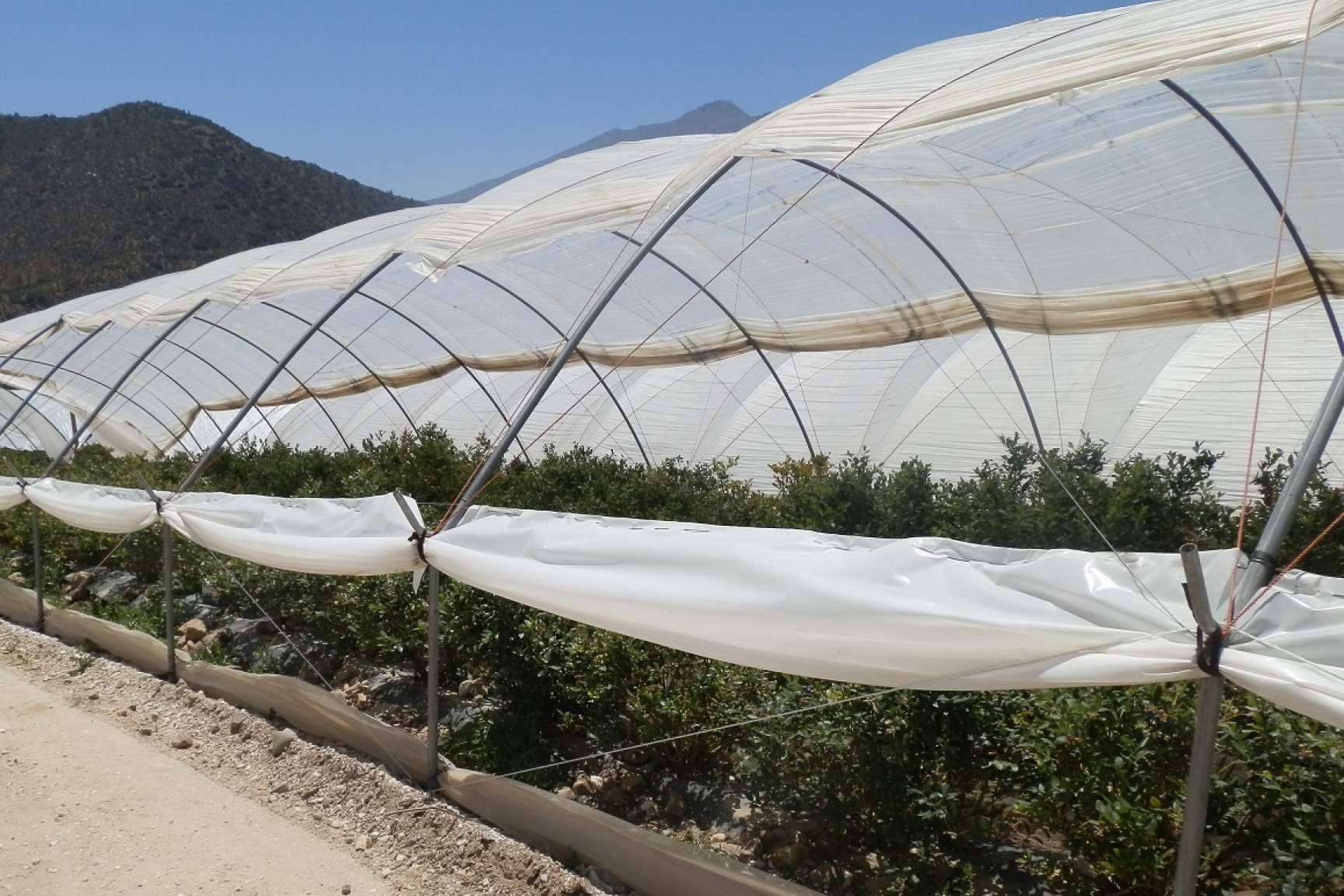 AGRALIA presenta AGRICOVER, el nuevo paquete tecnológico