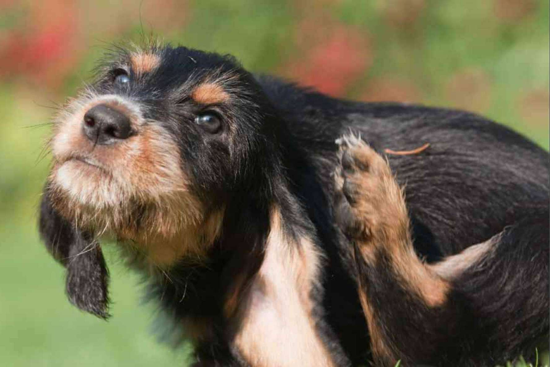 Pienso hipoalergénico para perros, ¿Qué es?