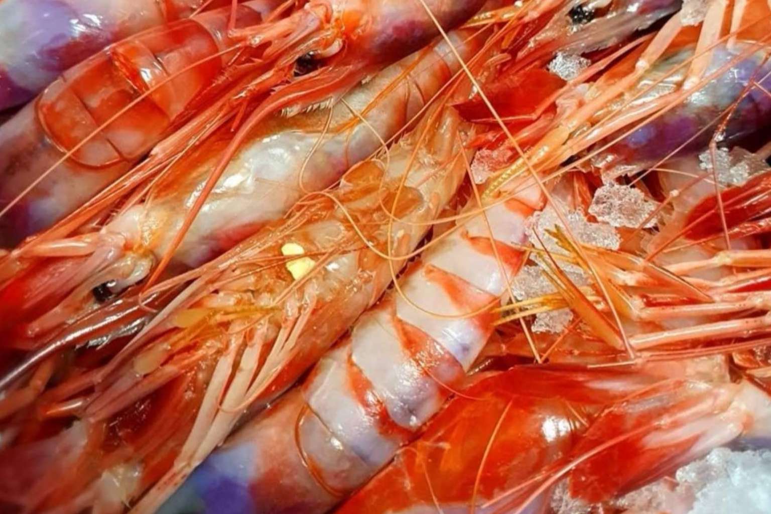 Organizar y adelantar las compras de mariscos y pescados para la Navidad es posible gracias a comprarpescadoonline.es