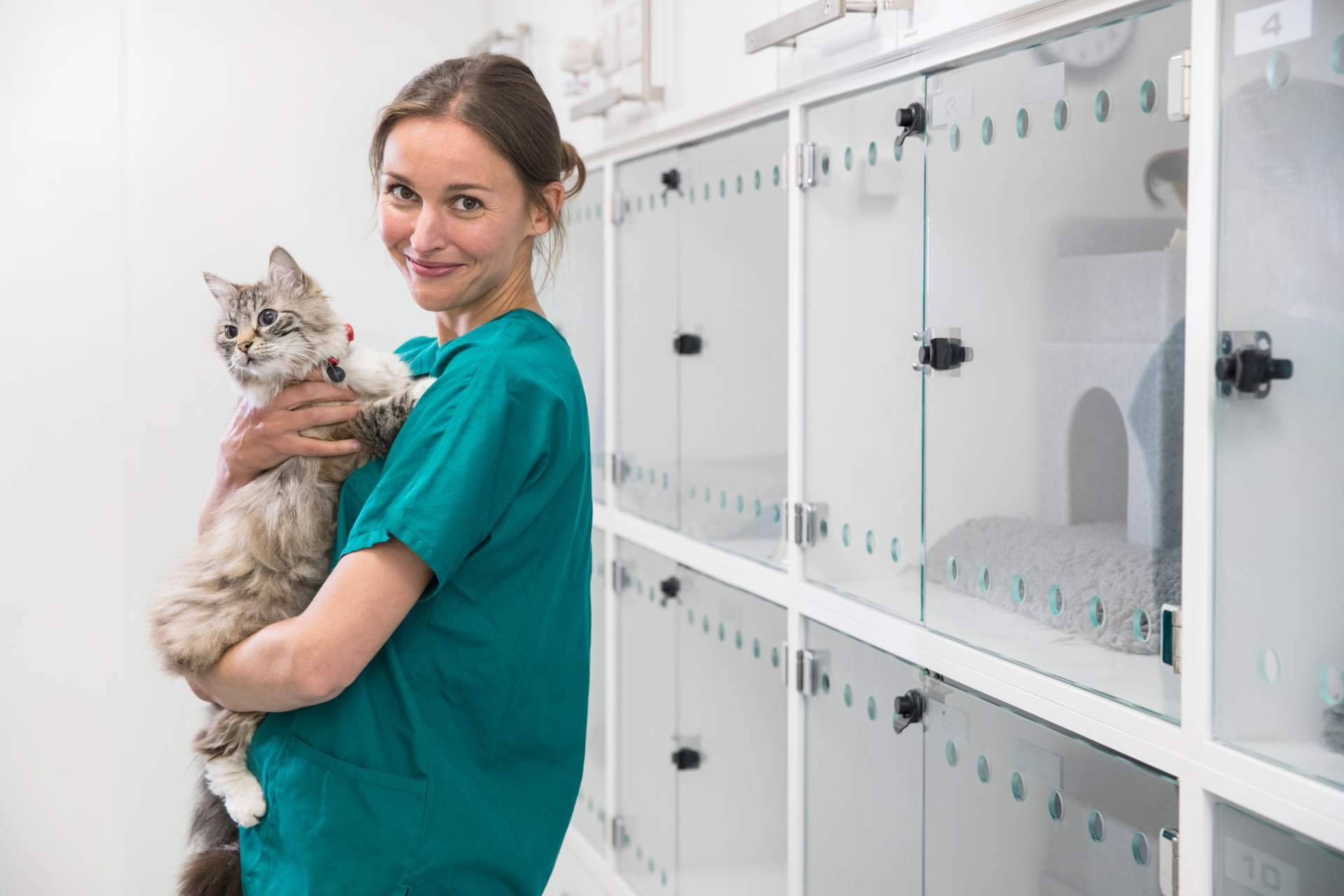 Miwuki ofrece seguros veterinarios