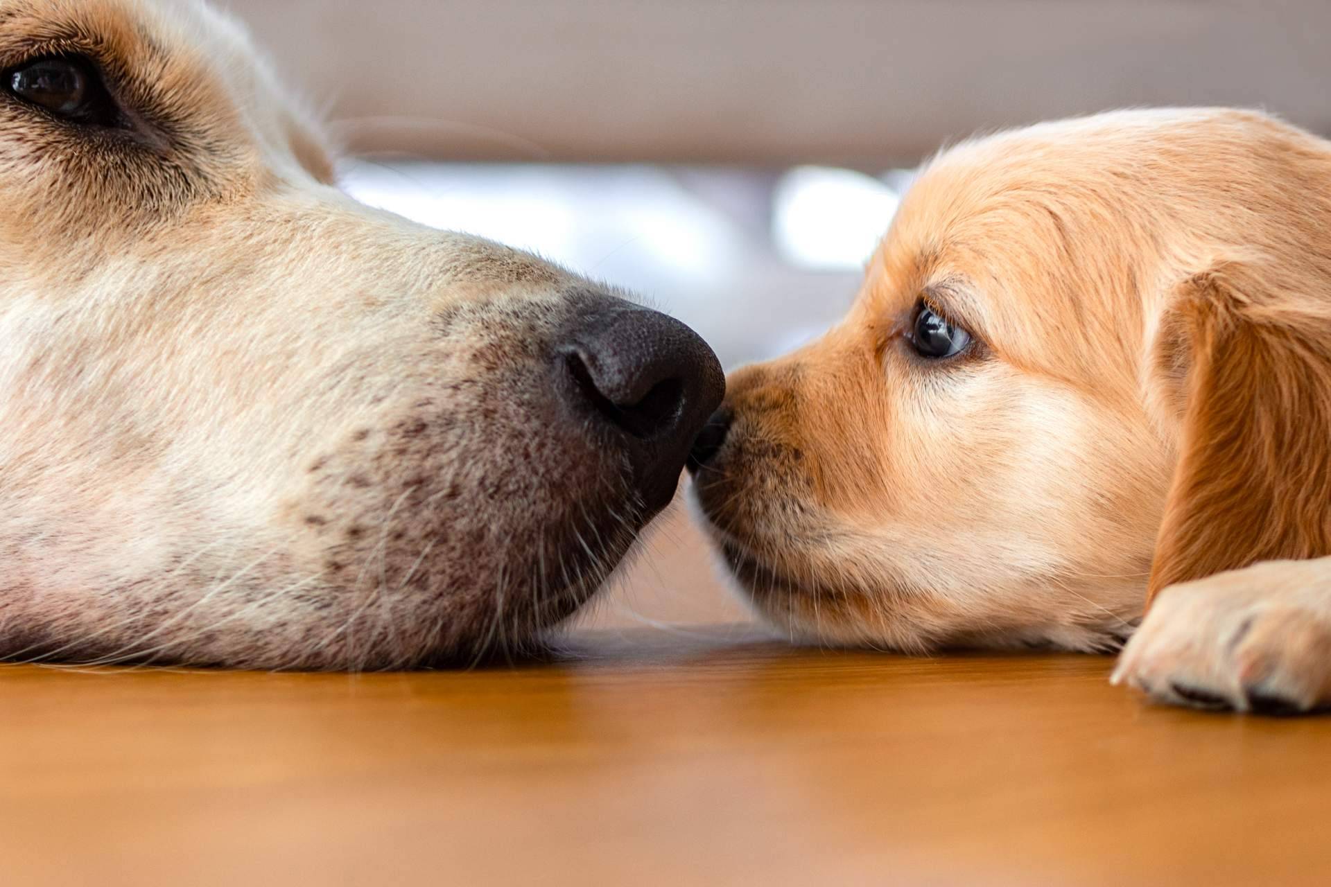 Comprar cachorros sanos en una tienda fiable como 101 Cachorros es imprescindible