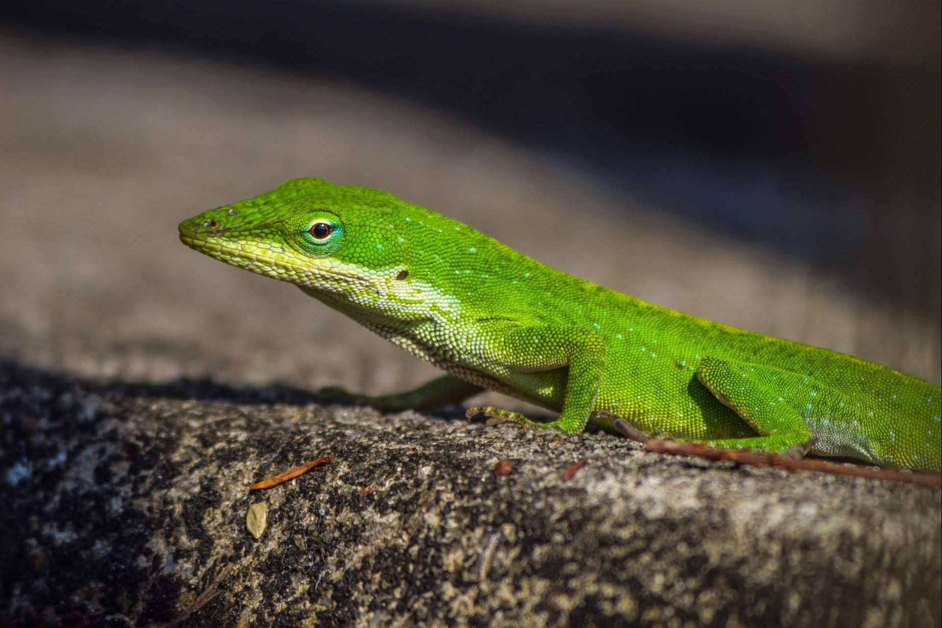 ¿Es fácil tener un terrario en casa?, tener un reptil como mascota