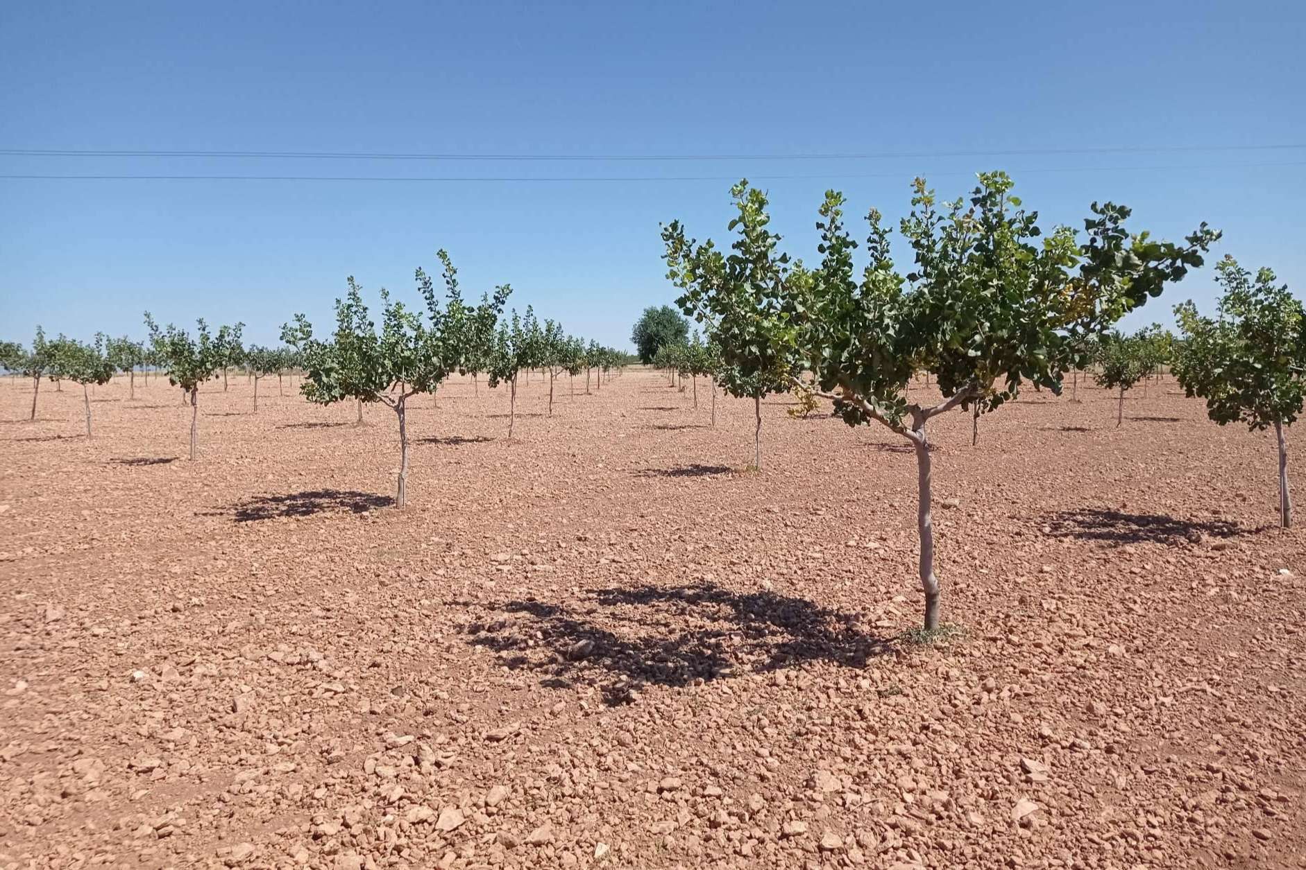 Revalorizar los terrenos rústicos con plantaciones de pistacho para combatir el despoblamiento rural, por Gextec