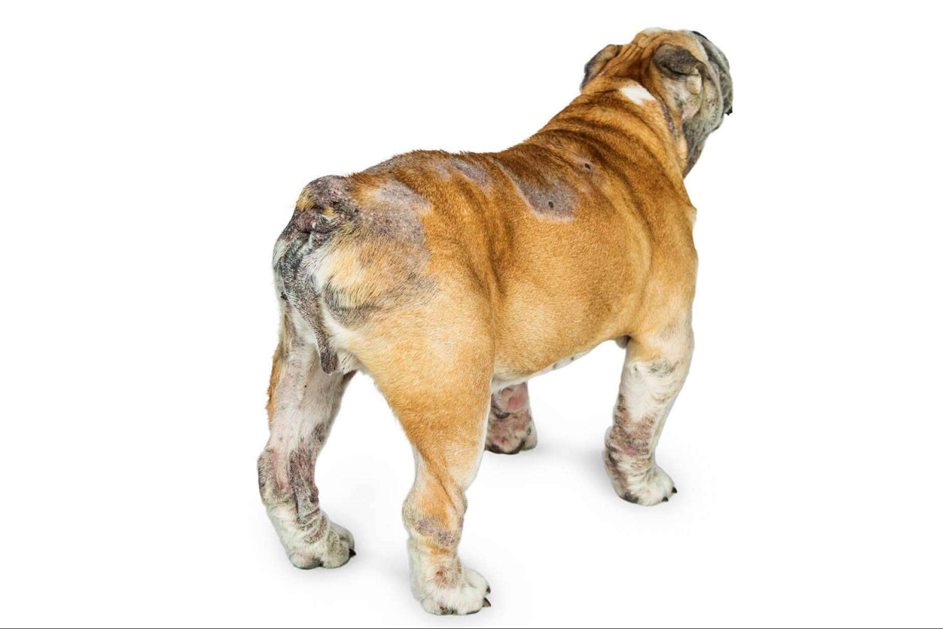 Perro con intolerancia, dermatitis o alérgico, lo que hay que saber.
