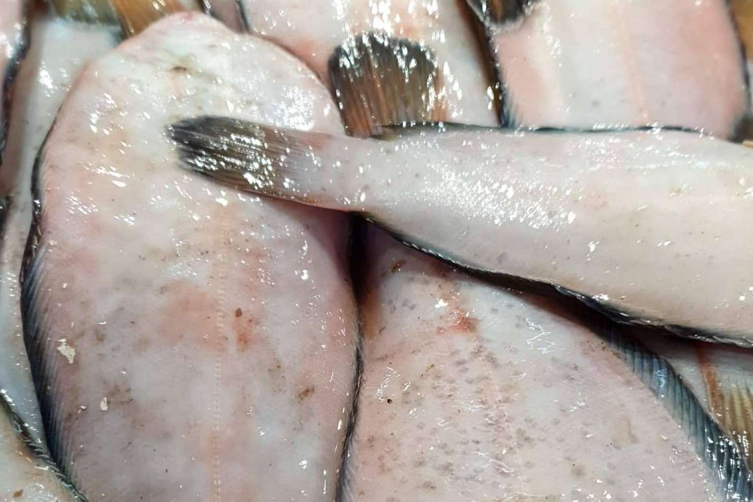 Comprarpescadoonline.es permite adquirir pescados, vinos, mariscos y moluscos