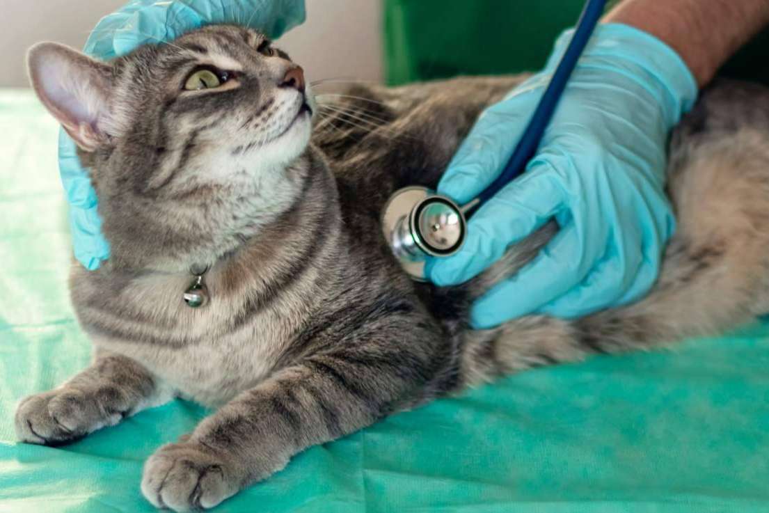 La importancia de tener un veterinario de urgencias de confianza 24h y a domicilio, 1 Click Vet