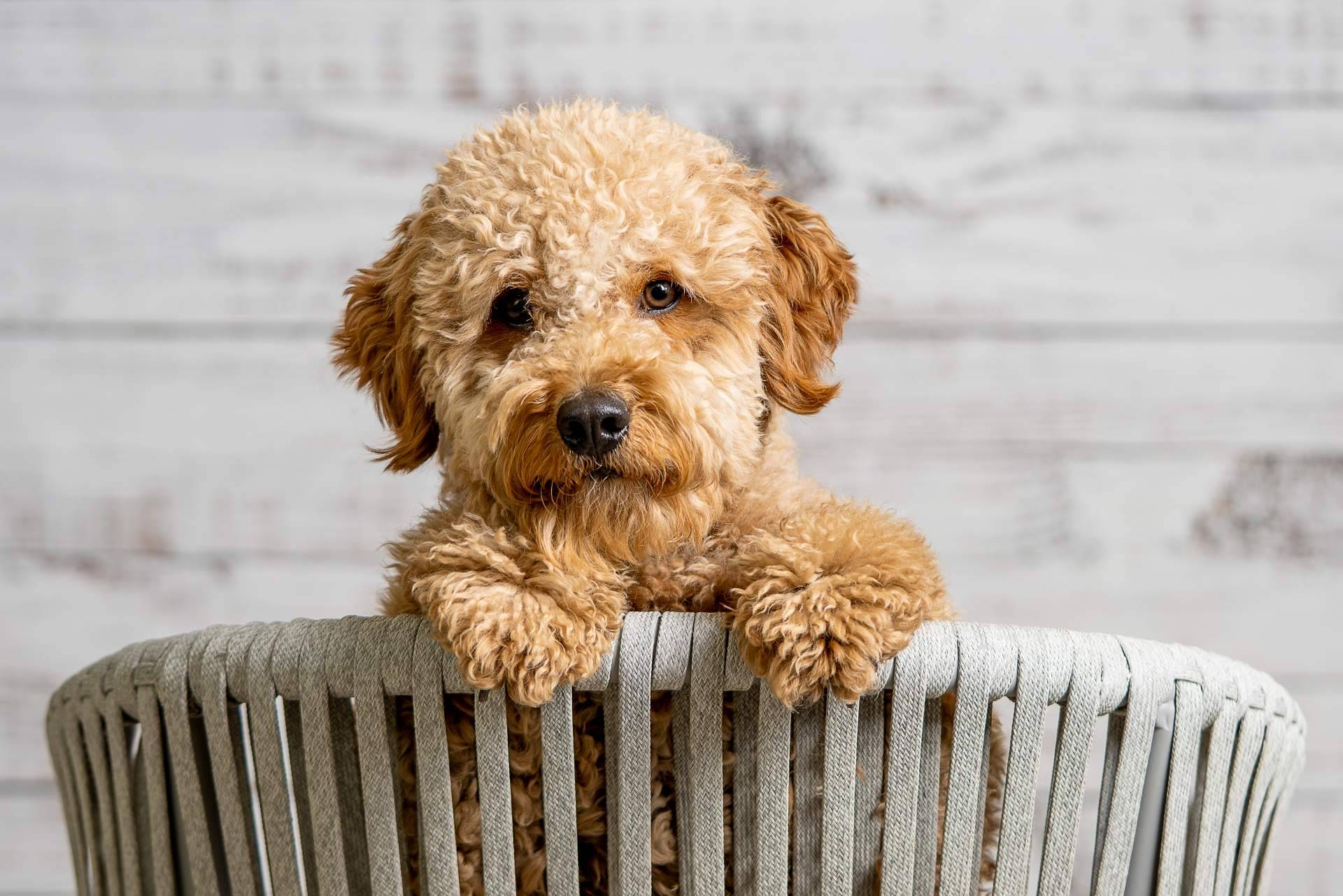 Información acerca los caniche toy de la mano de Micaniche.com