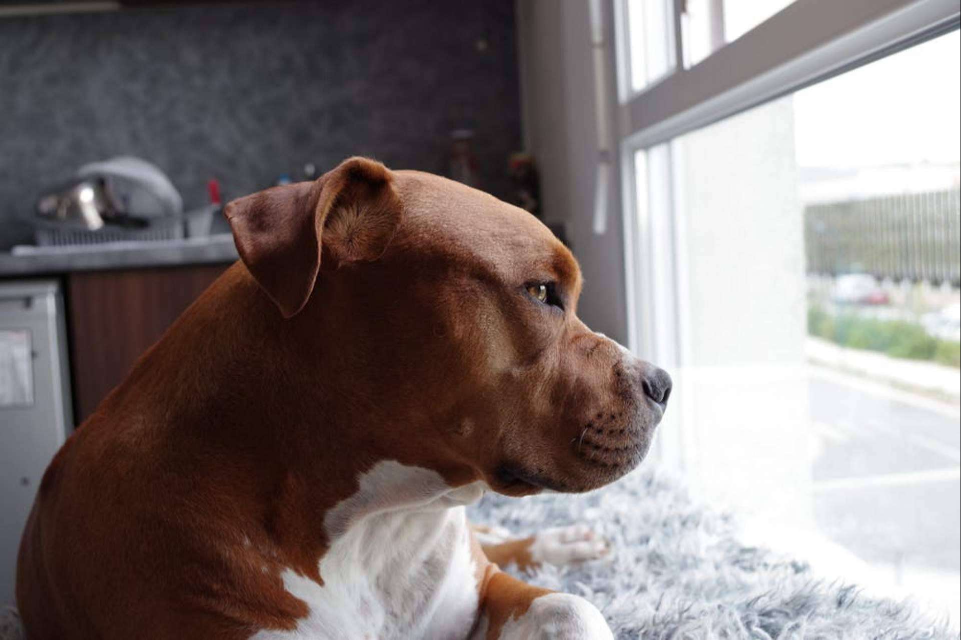Suplementos naturales como ayuda para el buen cuidado de la salud canina
