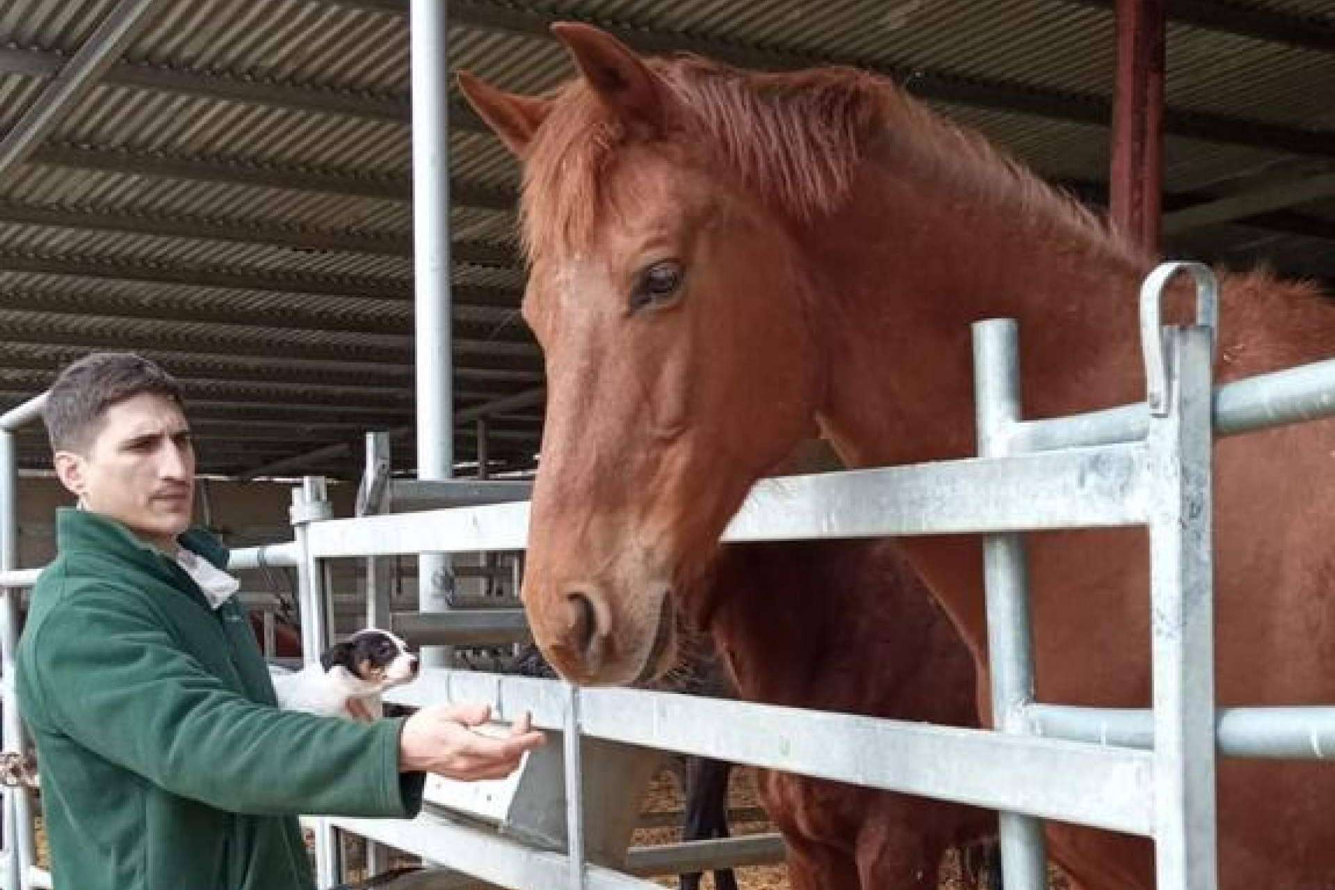 El mejor pienso para perros y gatos y dietas personalizadas en función de las necesidades de la mascota en Zalavet