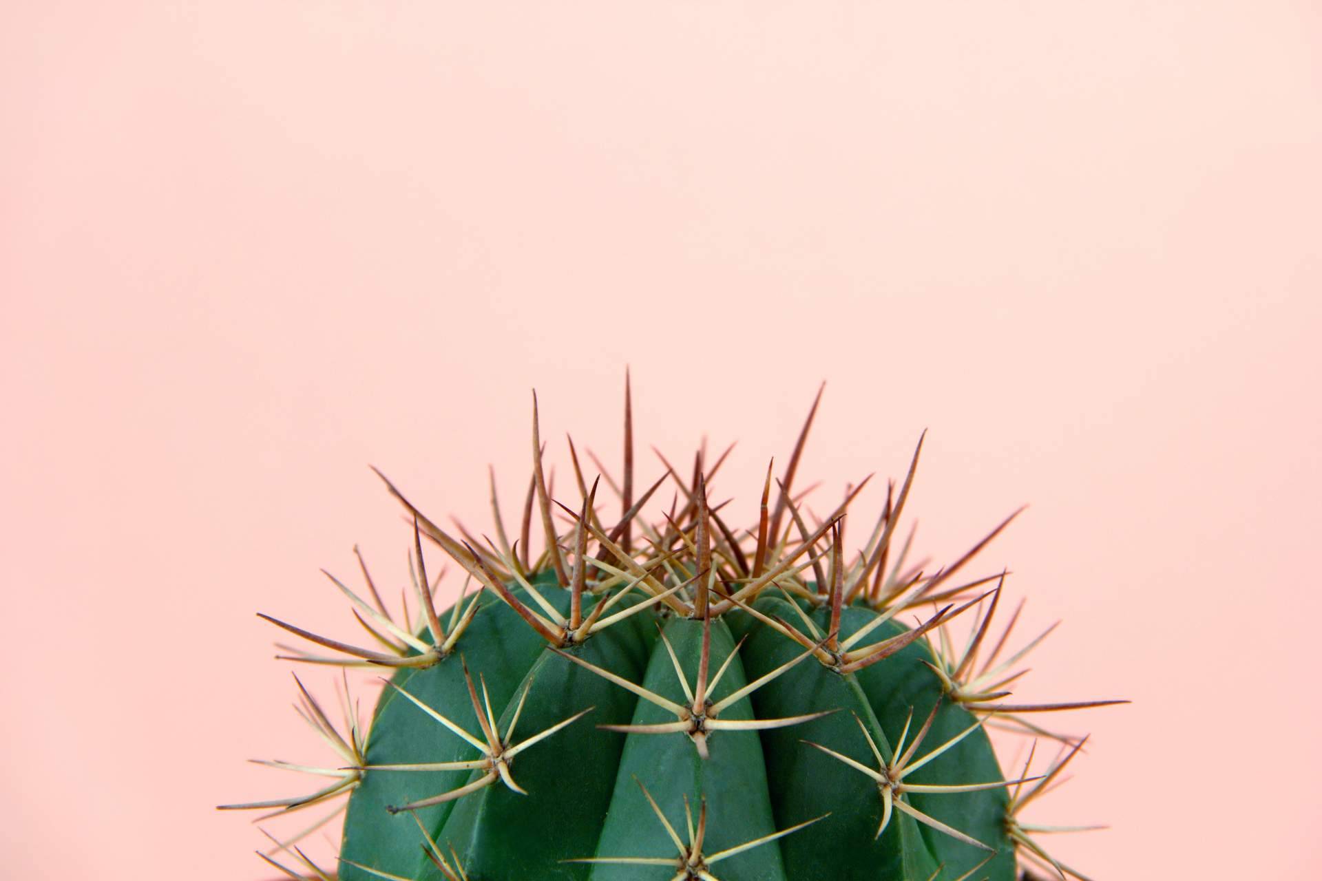 Cómprate Un Cactus permite comprar cactus online