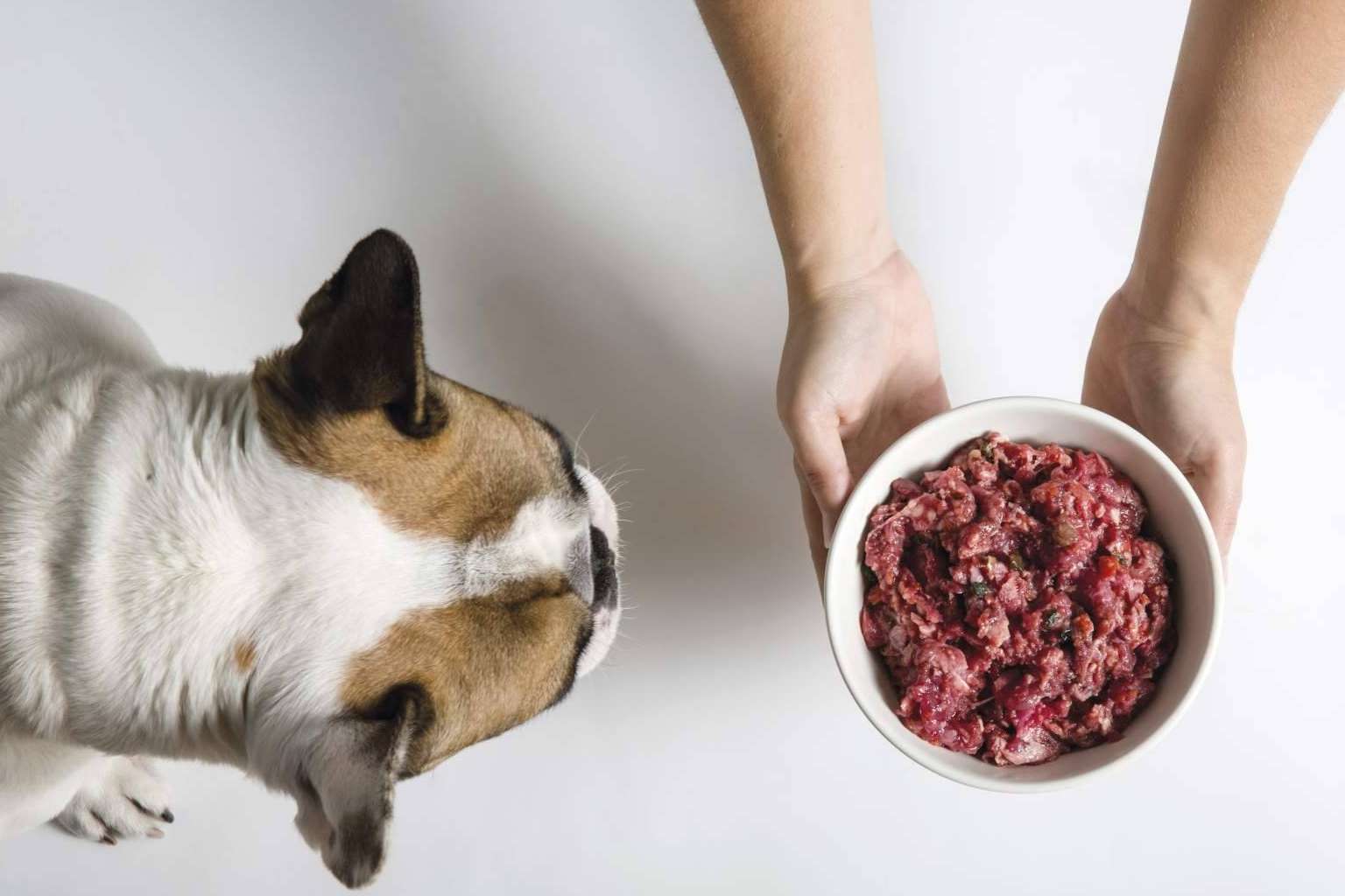 Los beneficios de la dieta BARF en perros