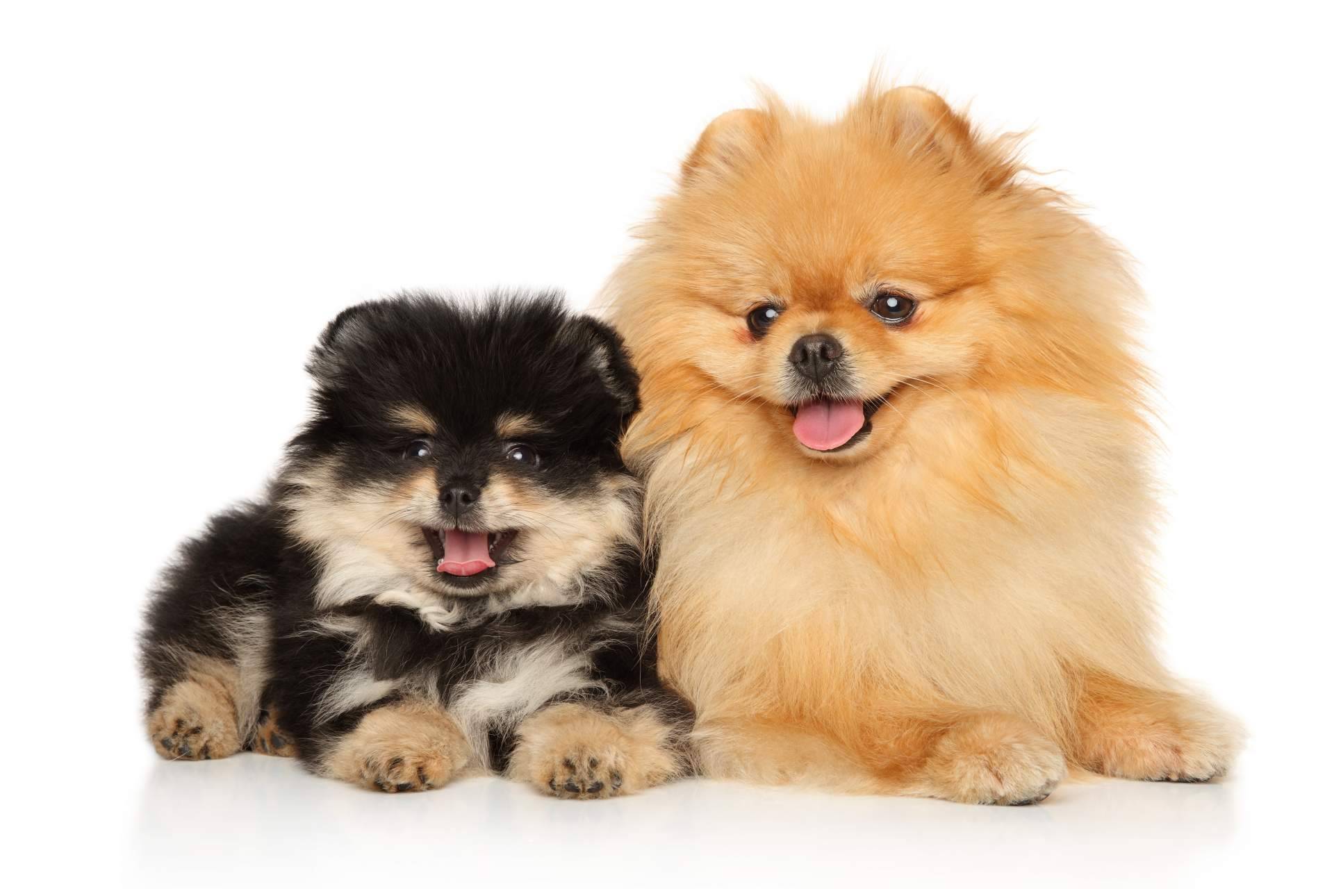 La forma de elegir la raza de cachorro perfecta, según la tienda 101 Cachorros