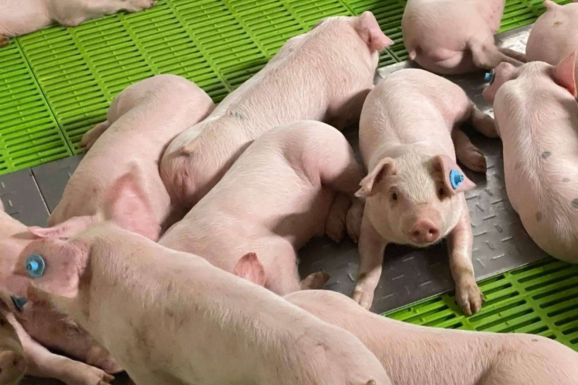 Clima Porcino comercializa con éxito un aditivo que reduce las emisiones de amoniaco desarrolladas en el purín de las fosas de las granjas