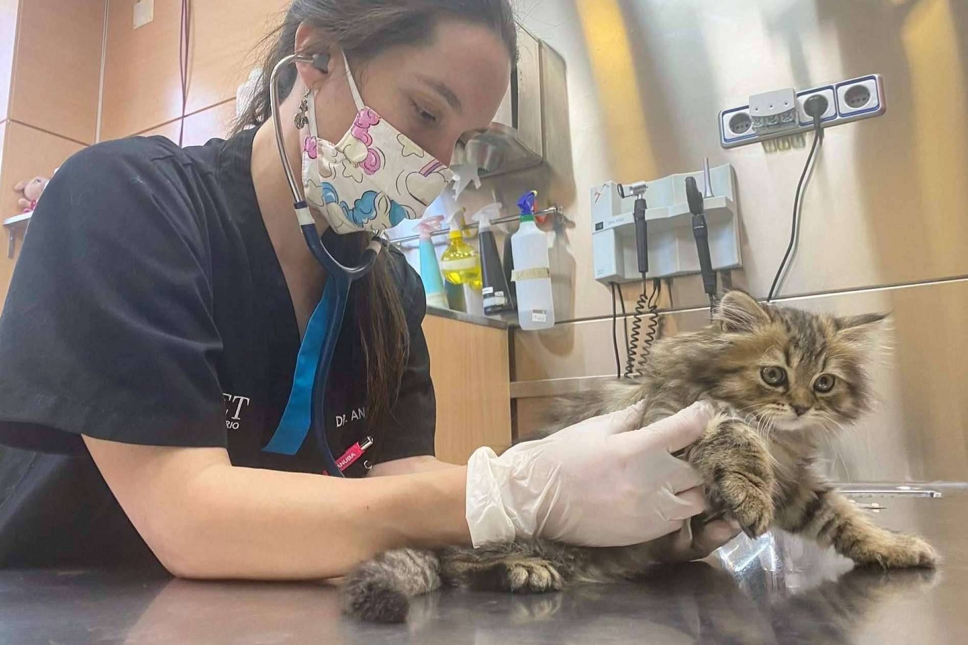 Los consejos del Hospital Veterinario El Bosque para prevenir el síndrome del gato paracaidista